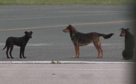 Ugašena svjetla na Tuzlanskom aerodromu: Umjesto redova putnika, na pisti psi lutalice